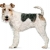 Hunderassen Foxterrier