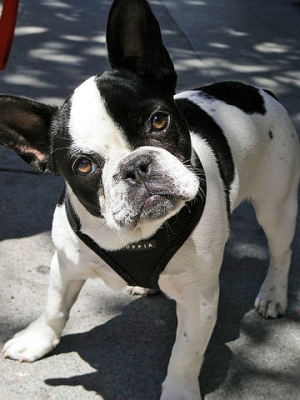 Hunderasse Französische Bulldogge