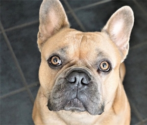 Französische Bulldogge