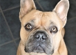 Französische Bulldogge