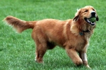 Hunderassen: Golden Retriever