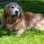 Hunderassen Golden Retriever