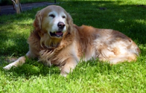 Hunderasse Golden Retriever