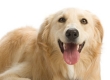 Golden Retriever, Foto © Dreamstime.com