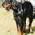 Hunderassen Gordon Setter