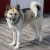 Hunderassen Grönlandhund (Grønlandshund)