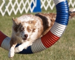 Border Collie beim Agilitysport