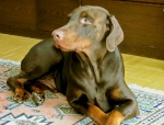 Dobermann allein