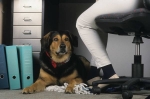 Bürohunde verbessern das Betriebsklima, © Foto: IVH