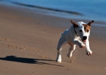 Hund am Strand, © sokaeiko / pixelio.de