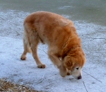 Alter Hund im Winter