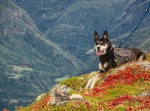 Hund in den Bergen