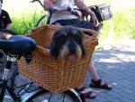 Hund im Fahrradkorb, © IVH