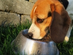 Beagle beim Futternapf