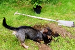 Dackel gräbt Loch im Garten
