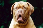 Hund hustet