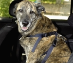 Hund mit Sicherheitsgeschirr im Auto