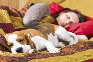 Hund beim Schlafen