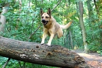 Hund im Wald