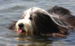 Hund beim Schwimmen.  © Foto: Albrecht E. Arnold  / pixelio.de