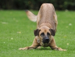 Hund fordert zum Spielen auf