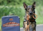 Einfacher Reisen mit dem Hund, © G. Metz/VDH