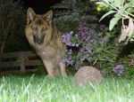 Hund und Igel im Garten