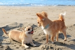 Hunde am Strand