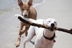 Hunde spielen mit Stock