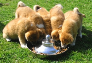 Welpen mit Hundefutter
