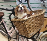 Hund im Fahrradkorb