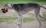 Hundespielzeug muss robust sein. © ChristianBier / GNU Lizenz