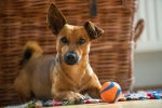 Hund mit Ball