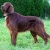 Hunderassen Irish Red Setter