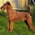 Hunderassen Irish Terrier