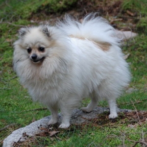 Hunderasse Mittelspitz, Kleinspitz