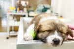 Welpe in Tierklinik