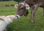 Hund mit Kuh