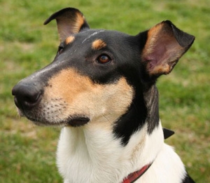 Hunderasse Collie Smooth (Kurzhaariger Collie)