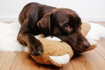 Labrador mit Teddybär