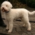 Hunderassen Lagotto Romagnolo