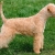 Hunderassen Lakeland Terrier