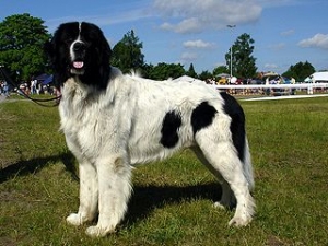 Hunderasse Landseer