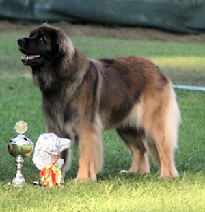 Hunderasse Leonberger