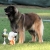 Hunderassen Leonberger