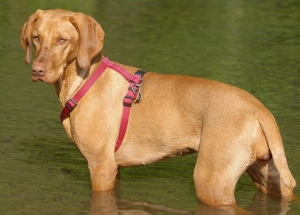 Hunderasse Magyar Vizsla