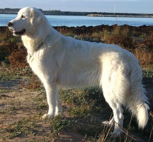Hunderasse Maremmen-Abruzzen-Schäferhund