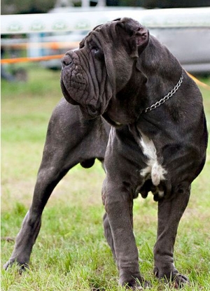 Hunderasse Mastino Napoletano