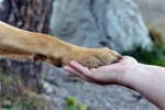 Hundepfote und Hand