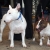 Hunderassen Miniature Bullterrier